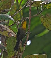 Picture/image of Yellow-hooded Blackbird