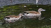 Picture/image of Ringed Teal
