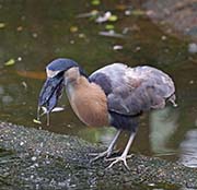 Picture/image of Boat-billed Heron