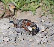 Picture/image of House Sparrow