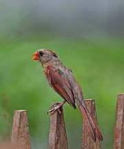Picture/image of Northern Cardinal
