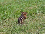 Picture/image of Pennsylvania