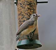 Picture/image of Tufted Titmouse