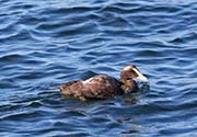 Picture/image of Common Eider