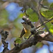 Picture/image of American Redstart
