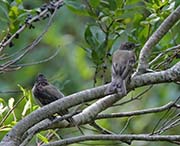 Picture/image of Eastern Phoebe