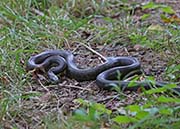 Picture/image of Pennsylvania