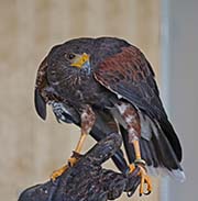 Picture/image of Harris's Hawk