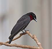 Picture/image of Purple-throated Fruitcrow