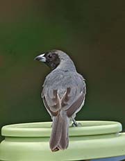 Picture/image of Black-faced Tanager
