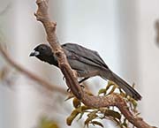 Picture/image of Black-faced Tanager