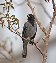 Picture/image of Black-faced Tanager