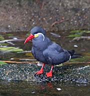Picture/image of Inca Tern