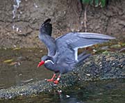 Picture/image of Inca Tern