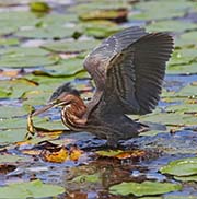 Picture/image of Green Heron