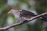Picture/image of Guira Cuckoo