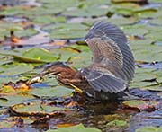 Picture/image of Green Heron