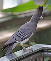Picture/image of White-bellied Go-away-bird