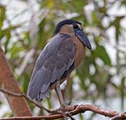 Picture/image of Boat-billed Heron
