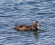Picture/image of Common Eider