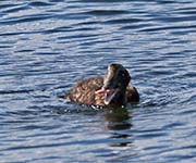 Picture/image of Common Eider