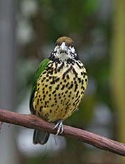 Picture/image of White-eared Catbird