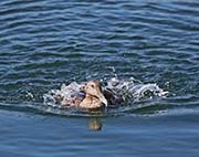 Picture/image of Common Eider