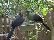 Picture/image of White-cheeked Turaco