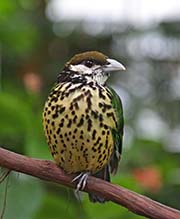 Picture/image of White-eared Catbird