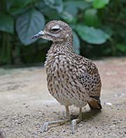 Picture/image of Spotted Thick-knee