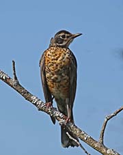 Picture/image of American Robin