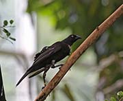 Picture/image of Giant Cowbird
