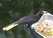 Picture/image of Crested Oropendola