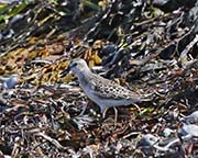 Picture/image of Semipalmated Sandpiper