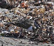Picture/image of Ruddy Turnstone