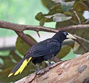 Picture/image of Crested Oropendola