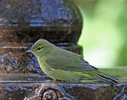 Picture/image of Orange-crowned Warbler