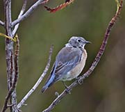 Picture/image of Western Bluebird