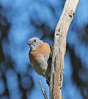 Picture/image of Western Bluebird