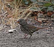 Picture/image of Fox Sparrow