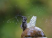 Picture/image of Anna's Hummingbird