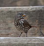 Picture/image of Fox Sparrow