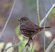 Picture/image of Fox Sparrow