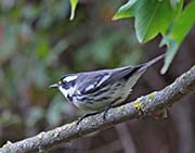 Picture/image of Black-throated Gray Warbler