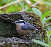 Picture/image of Red-breasted Nuthatch