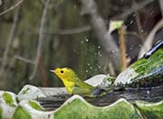 Picture/image of Wilson's Warbler