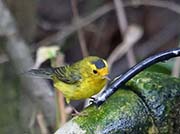 Picture/image of Wilson's Warbler