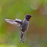 Picture/image of Anna's Hummingbird