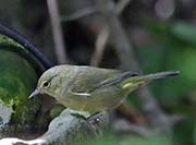 Picture/image of Orange-crowned Warbler