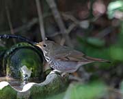 Picture/image of Hermit Thrush